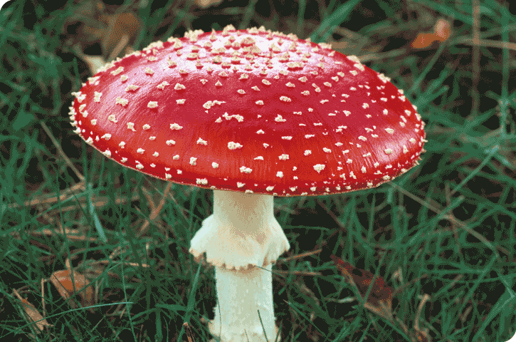 fungi information