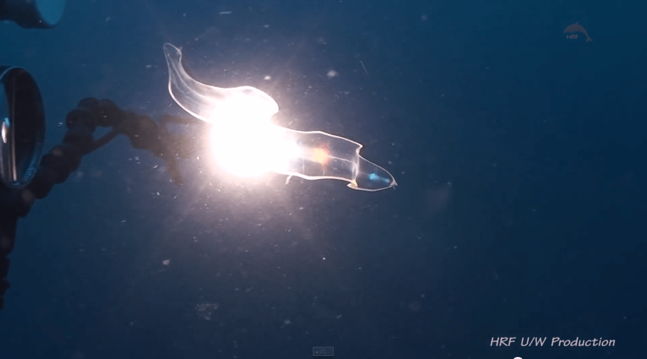 Leptocephalus - The Transparent Fish
