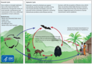 Ebola Cycle