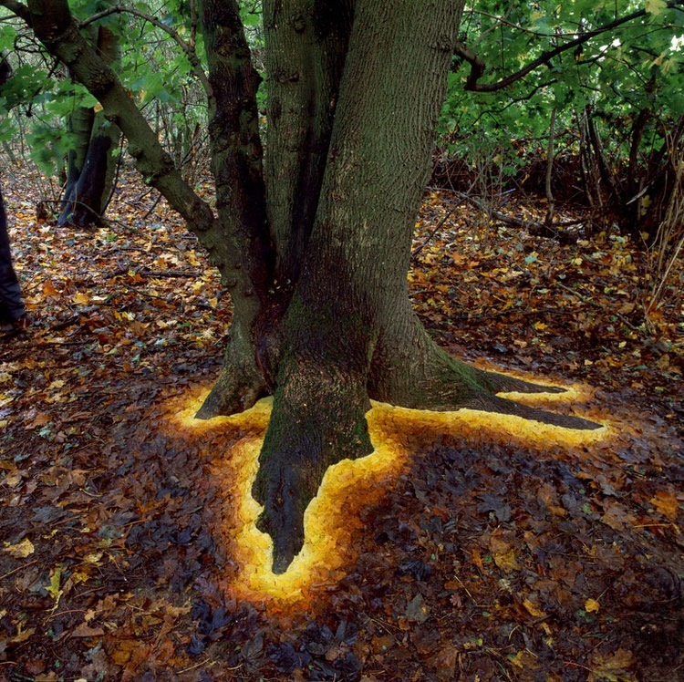 Rivers and Tides by Andy Goldsworthy